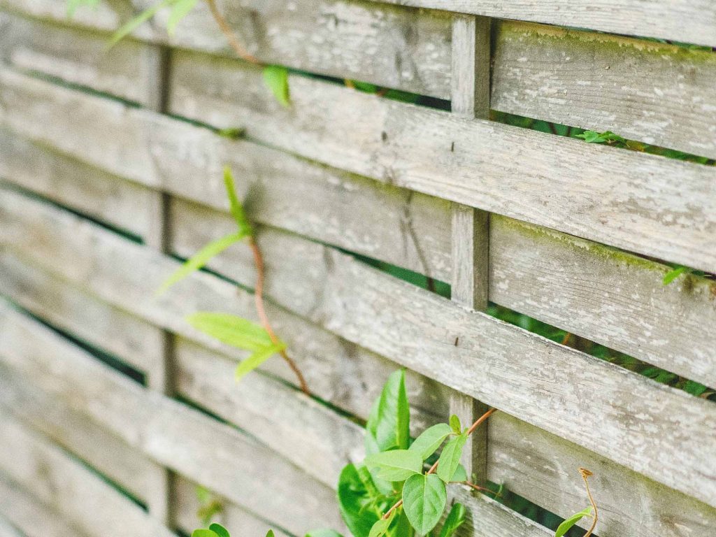 Green vines growing on a weathered wooden slat fence.